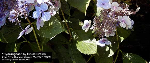 "Hydrangeas, August 26, 2002" by Bruce Brown, form "The Summer Before The War" (2002)