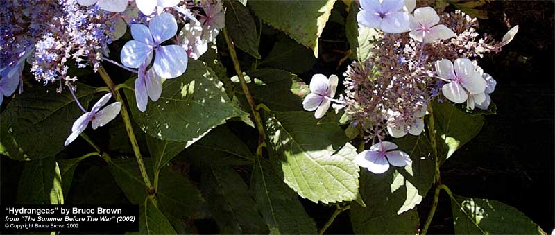 "Hydrangeas, August 26, 2002" by Bruce Brown, form "The Summer Before The War" (2002)