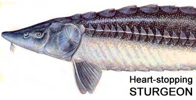 "Heart-stopping Sturgeon" by Bruce Brown