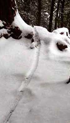 big_gnarly_snow_030802.jpg (48499 bytes)