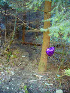 heart.jpg (55788 bytes)