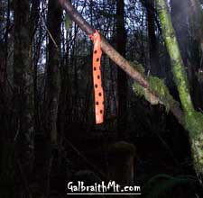Polka dot flagging on the Polka Dot Trail, AKA Rock 'n Roll, on Galbraith Mt. in Bellingham, WA