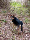 smokey_040801.jpg (72172 bytes)