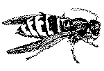 bug4_500pix.gif (6325 bytes)