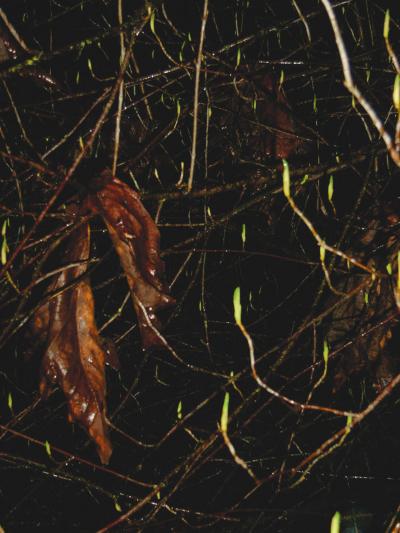 elder2.jpg (35955 bytes)