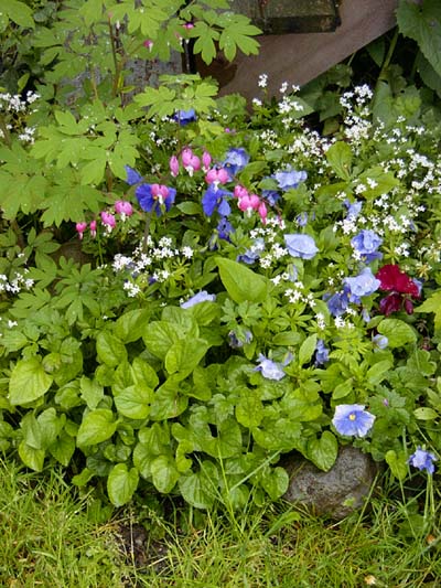 flowers2_051000.jpg (78416 bytes)