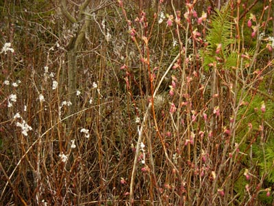 flowers_031700.jpg (59618 bytes)