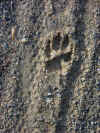 paw_rot2.jpg (76923 bytes)