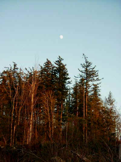 moon.jpg (39121 bytes)