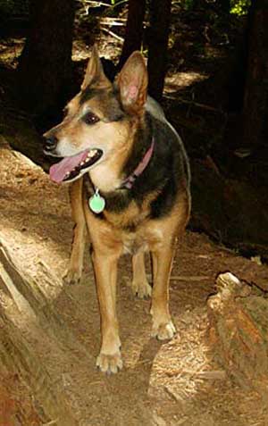 Smokey on Galbraith Mt. in Bellingham, WA