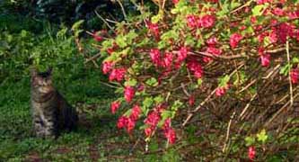 Zoie and the wild currant